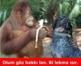 /album/www-gulmekkolay/%c4%b1u-png/